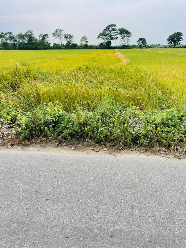 Land For Sale in Shivanagar