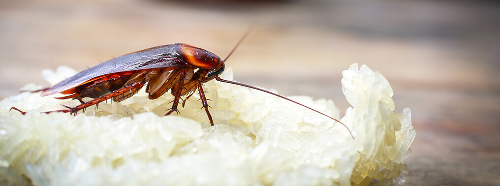 E12F653BCDDA684-Cockroach.jpg