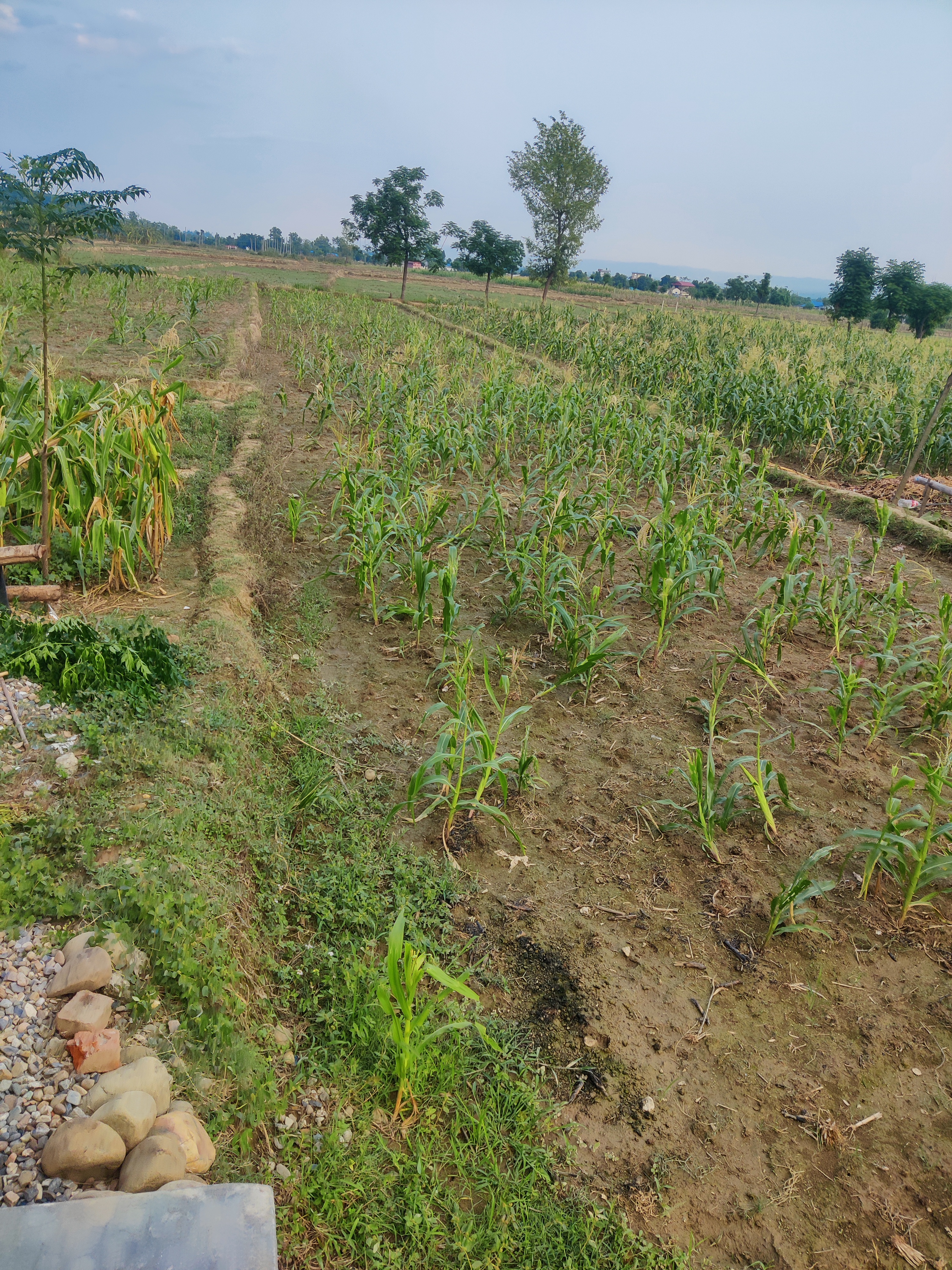 Picture of Rapti Municipality, Bagmati