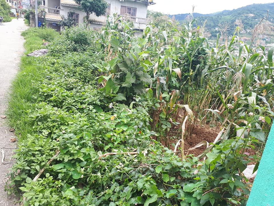 Picture of Chandragiri Municipality, Bagmati Province