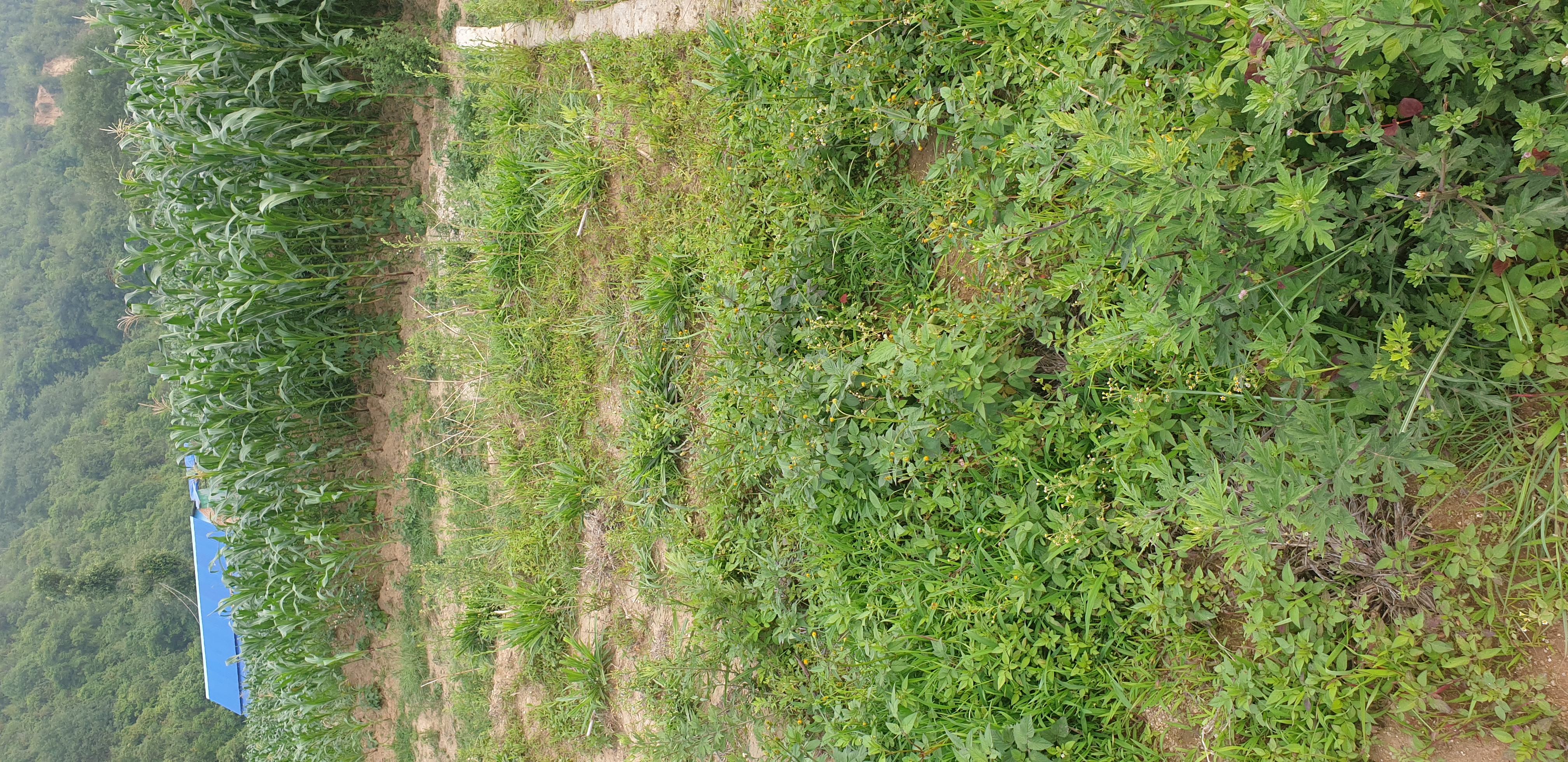 Picture of Gokarneshwar Municipality, Bagmati