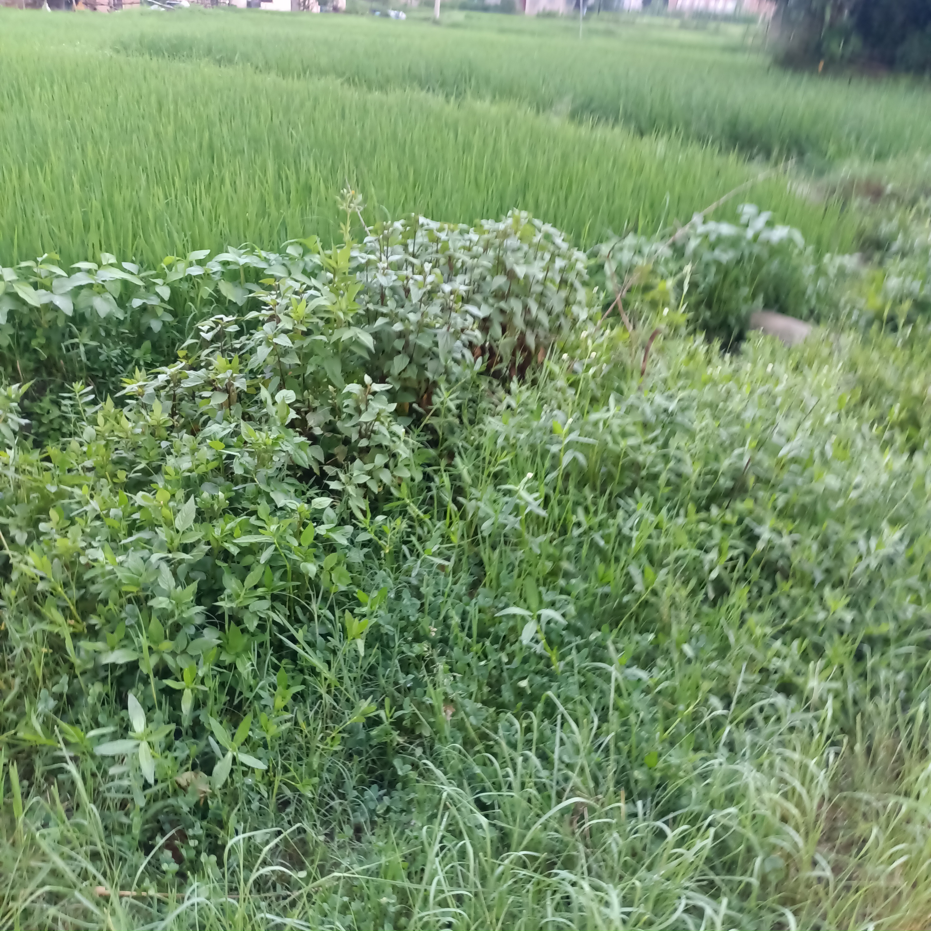 Picture of Suryabinayak Municipality, Bagmati