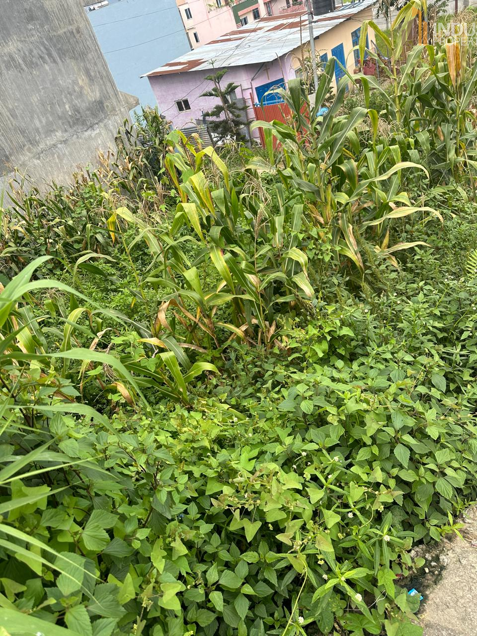 Picture of Mahalaxmi Municipality, Bagmati