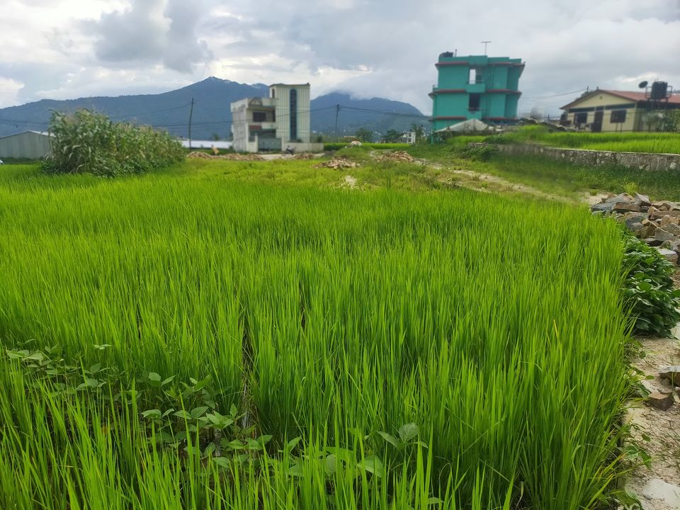 Picture of Tarkeshwor Municipality, Bagmati Province