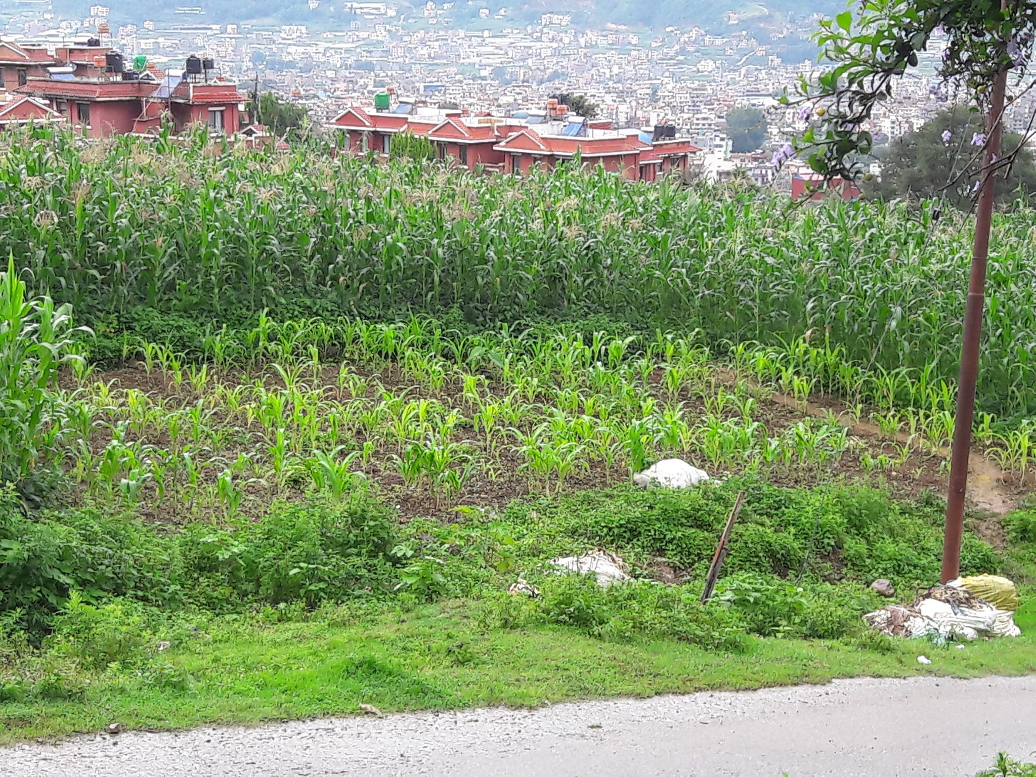 Picture of Chandragiri Municipality, Bagmati Province