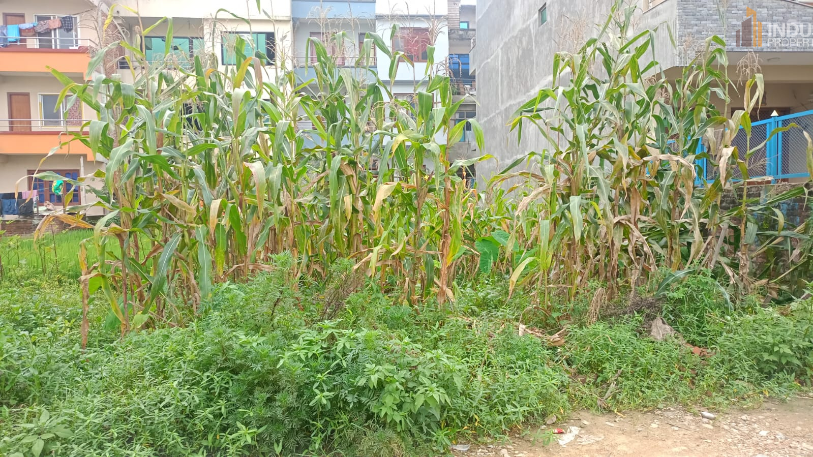 Picture of Madhyapur Thimi Municipality, Bagmati