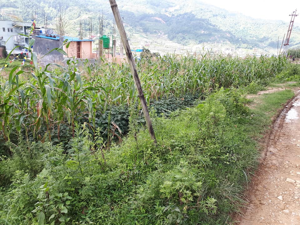 Picture of Chandragiri Municipality, Bagmati Province