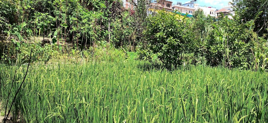 Picture of Budhanilkantha Municipality, Bagmati