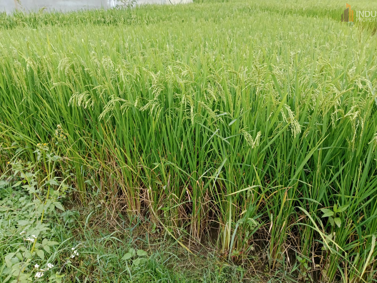 Picture of Mahalaxmi Municipality, Bagmati