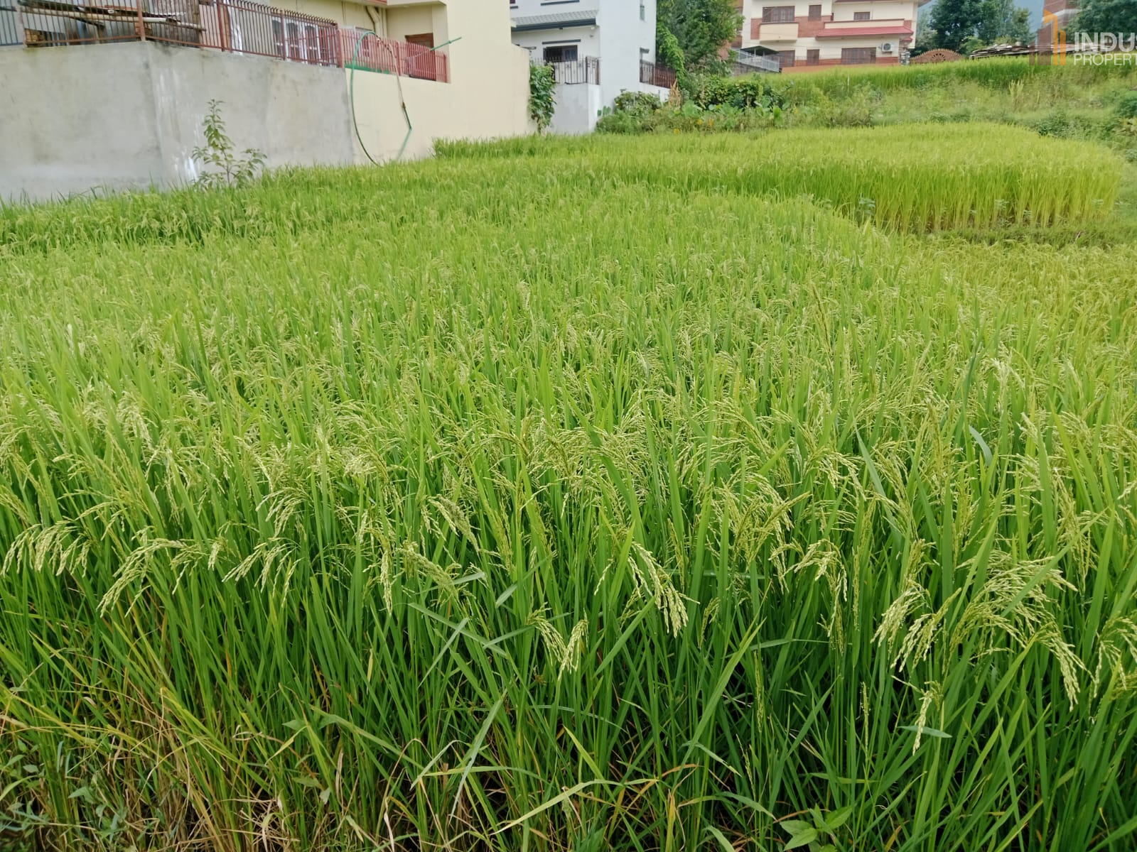 Picture of Mahalaxmi Municipality, Bagmati