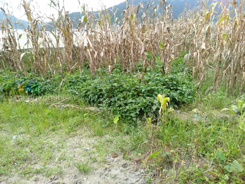 Picture of Budhanilkantha Municipality, Bagmati Province