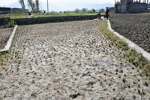 Picture of Changunarayan Municipality, Bagmati Province