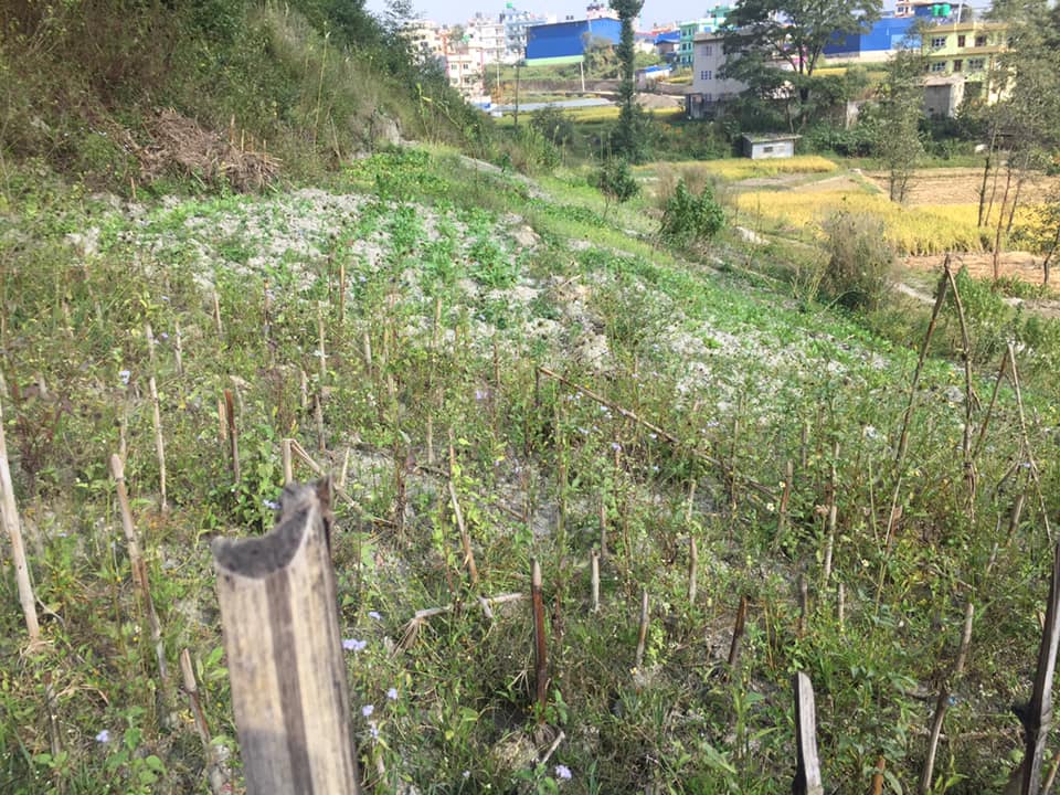 Picture of Tokha Municipality, Bagmati Province
