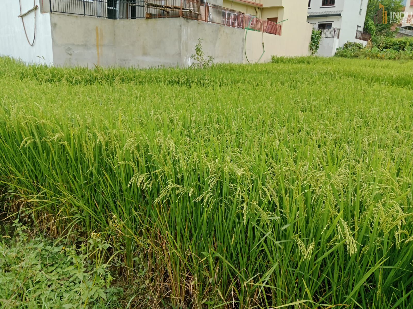 Picture of Mahalaxmi Municipality, Bagmati
