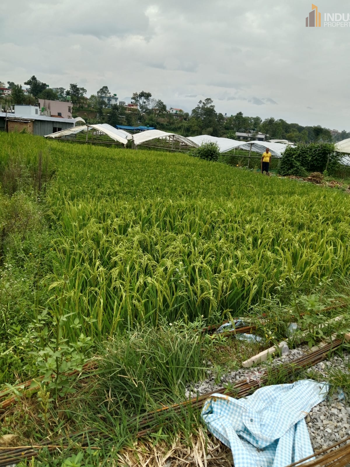 Picture of Mahalaxmi Municipality, Bagmati