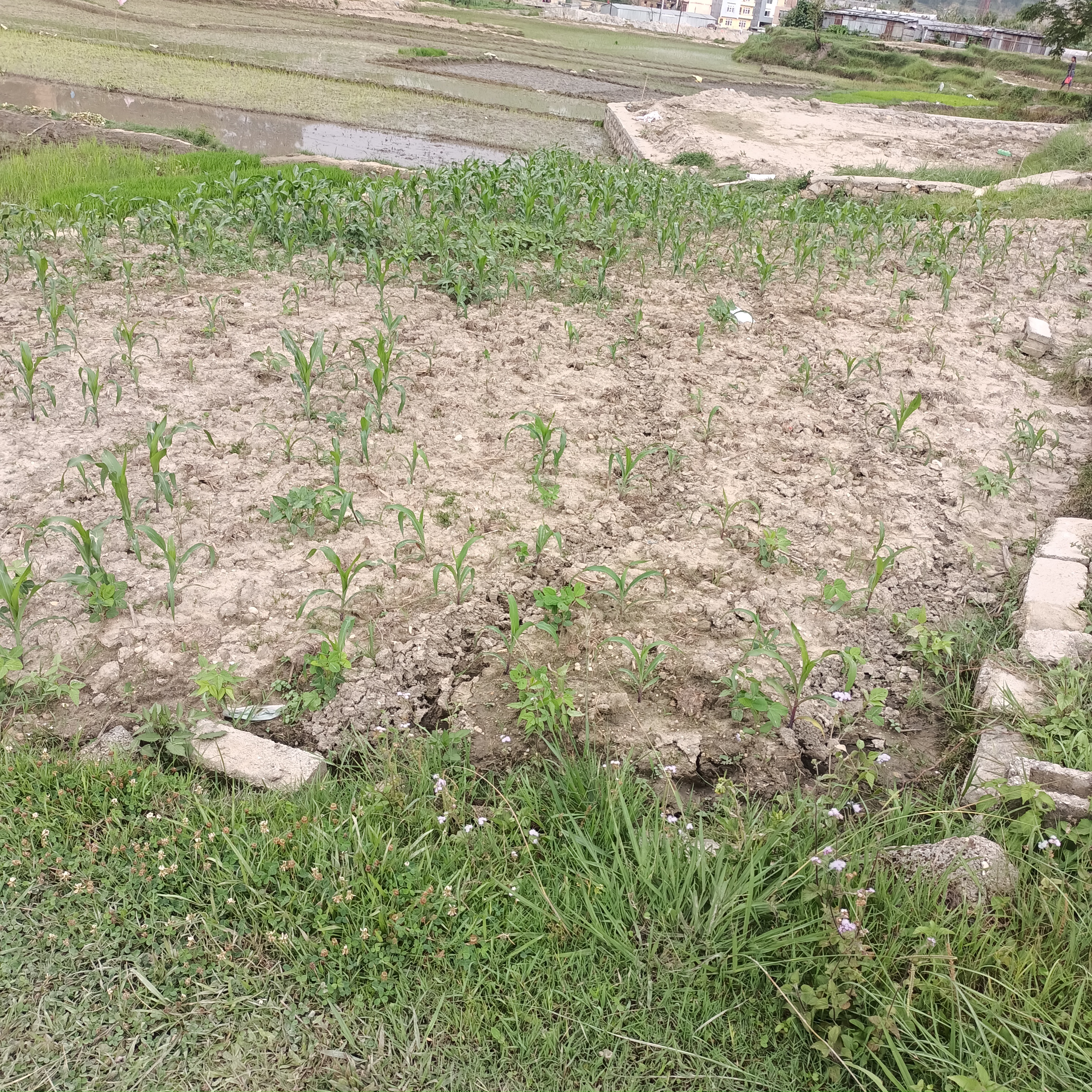 Picture of Kageshwari Manohara Municipality, Bagmati